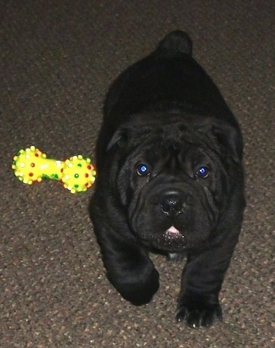 Matilda the Bull-Pei Puppy walking next to a dog toy